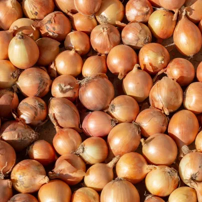 BIO Cibule sazečka Sturon - Allium Sturon - bio cibulky sazečky - 60 ks