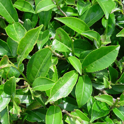 Black Tea Tree - Melaleuca bracteata - osivo čajovníku - 20 ks