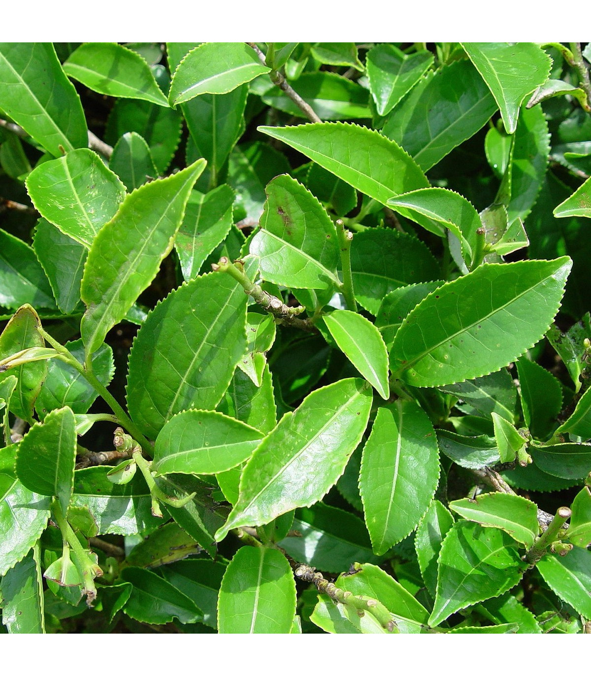 Black Tea Tree - Melaleuca bracteata - osivo čajovníku - 20 ks