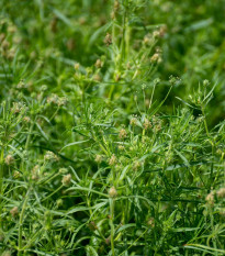 Jitrocel indický - Plantago psyllium - osivo jitrocele - 40 ks