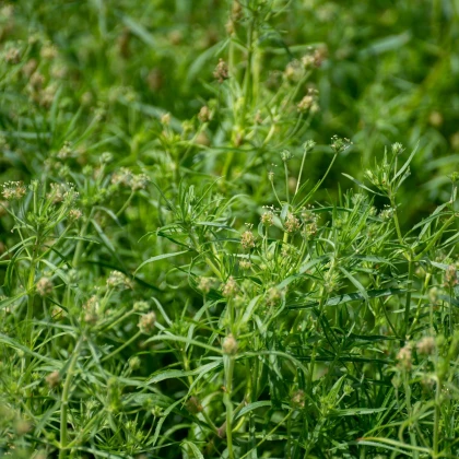 Jitrocel indický - Plantago psyllium - osivo jitrocele - 40 ks