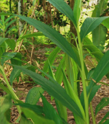 Kardamovník obecný - Elettaria cardamomum - osivo kardamovníku - 5 ks