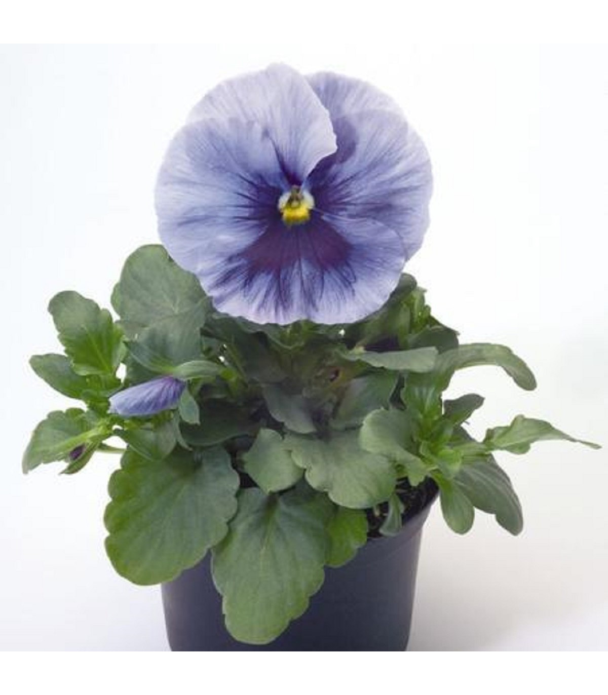 Violka Inspire stříbřitě modrá s okem F1 - Viola x wittrockiana - osivo violky - 20 ks