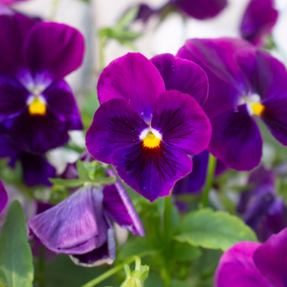 Maceška převislá Cool Wave Purple F1 - Viola x wittrockiana - osivo macešky - 10 ks