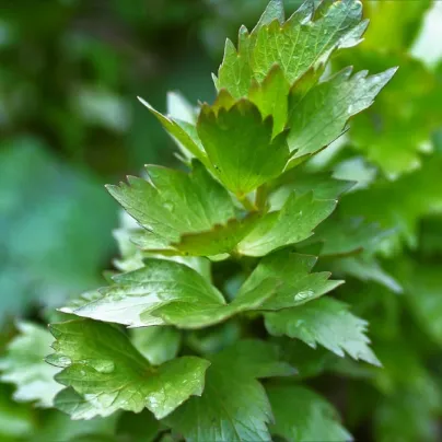 Libeček - Levisticum officinale - osivo libečku - 115 ks