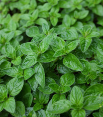 Oregano Paula - Origanum vulgare - osivo oregana - 150 ks