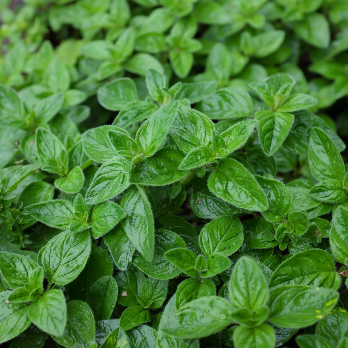 Oregano Paula - Origanum vulgare - osivo oregana - 150 ks