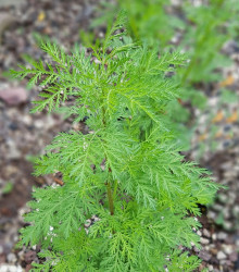 Pelyněk roční - Artemisia annua - osivo pelyňku - 0,02 g