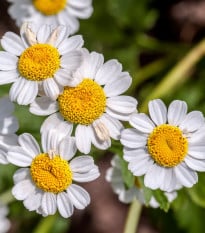 Řimbaba obecná - Chrysanthemum parthenium - osivo řimbaby - 15 ks