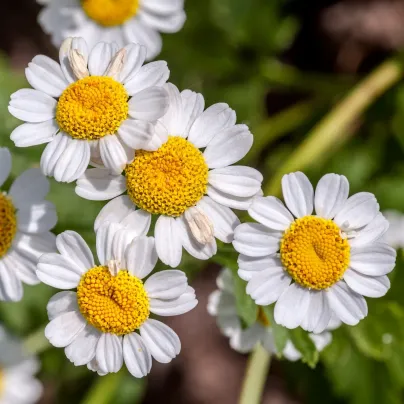 Řimbaba obecná - Chrysanthemum parthenium - osivo řimbaby - 15 ks