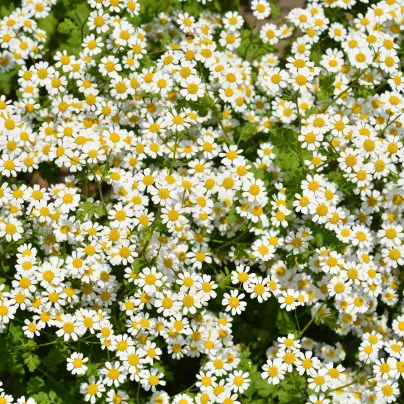 Řimbaba žlutá Golden Feverfew - Chrysanthemum parthenium - osivo řimbaby - 400 ks