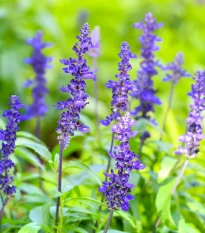 Šalvěj pomoučená modrá - Salvia farinacea - osivo šalvěje - 30 ks