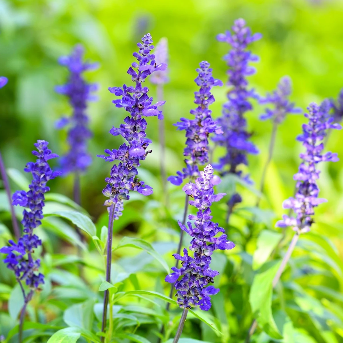 Šalvěj pomoučená modrá - Salvia farinacea - osivo šalvěje - 30 ks