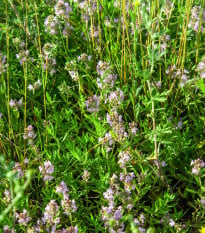 Tymián francouzský letní - Thymus vulgaris - osivo tymiánu - 100 ks