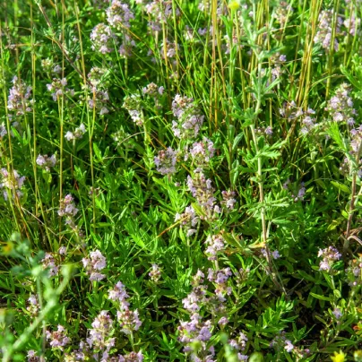 Tymián francouzský letní - Thymus vulgaris - osivo tymiánu - 100 ks