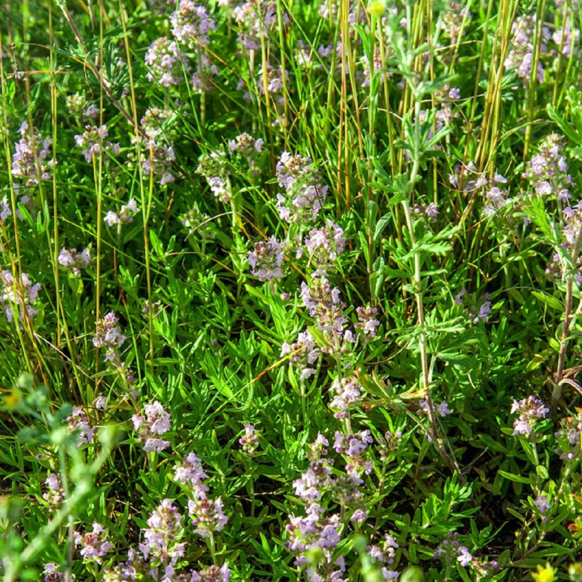 Tymián francouzský letní - Thymus vulgaris - osivo tymiánu - 100 ks