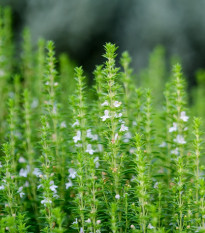 Yzop lékařský bílý - Hyssopus officinalis - osivo yzopu - 100 ks