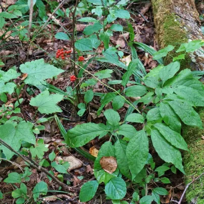 Ženšen pravý - Ginseng - Panax ginseng - osivo ženšenu - 2 ks