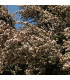 Čajovníkový strom - Kanuka - Kunzea ericoides - osivo kanuky - 6 ks