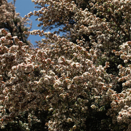 Čajovníkový strom - Kanuka - Kunzea ericoides - osivo kanuky - 6 ks