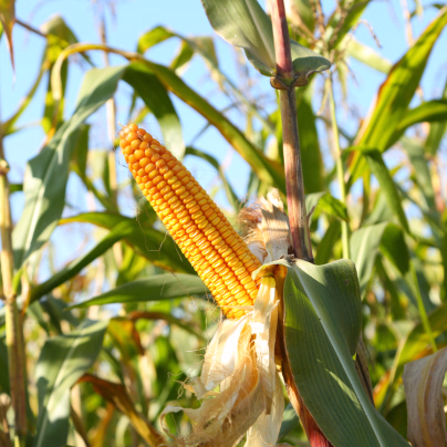 Kukuřice cukrová Elan F1 - Zea mays - osivo kukuřice - 50 ks