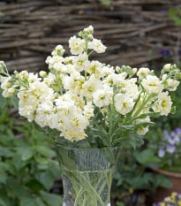 Fiala letní Anytime Yellow - Matthiola incana - osivo fialy - 60 ks