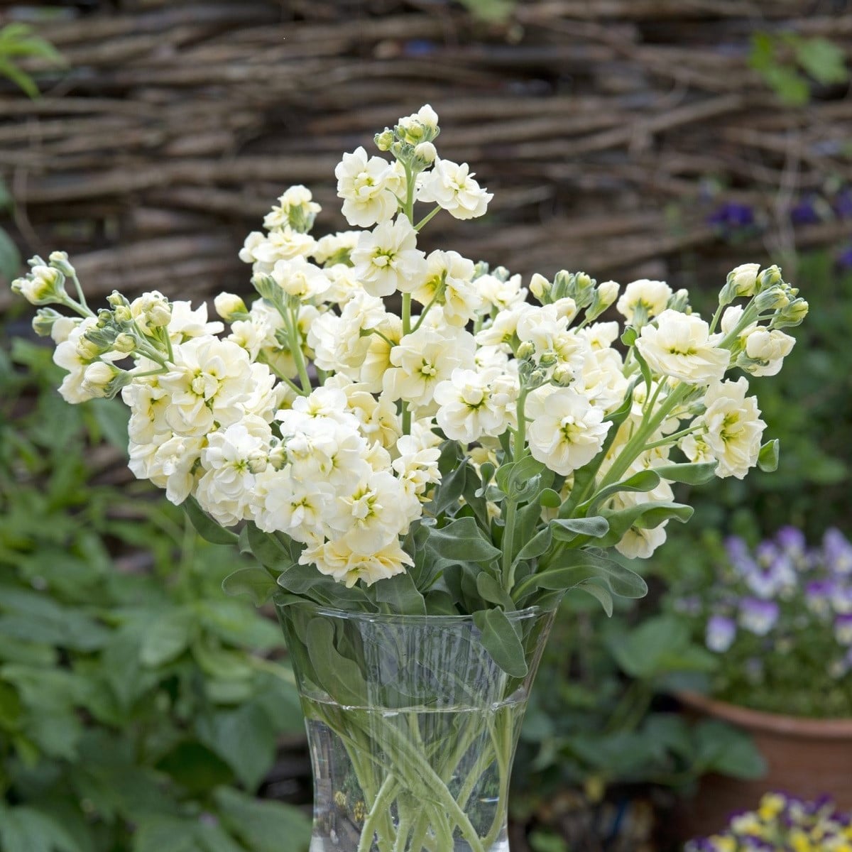 Fiala letní Anytime Yellow - Matthiola incana - osivo fialy - 60 ks