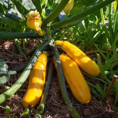 Cuketa Paladin F1 - Cucurbita pepo - osivo cukety - 10 ks