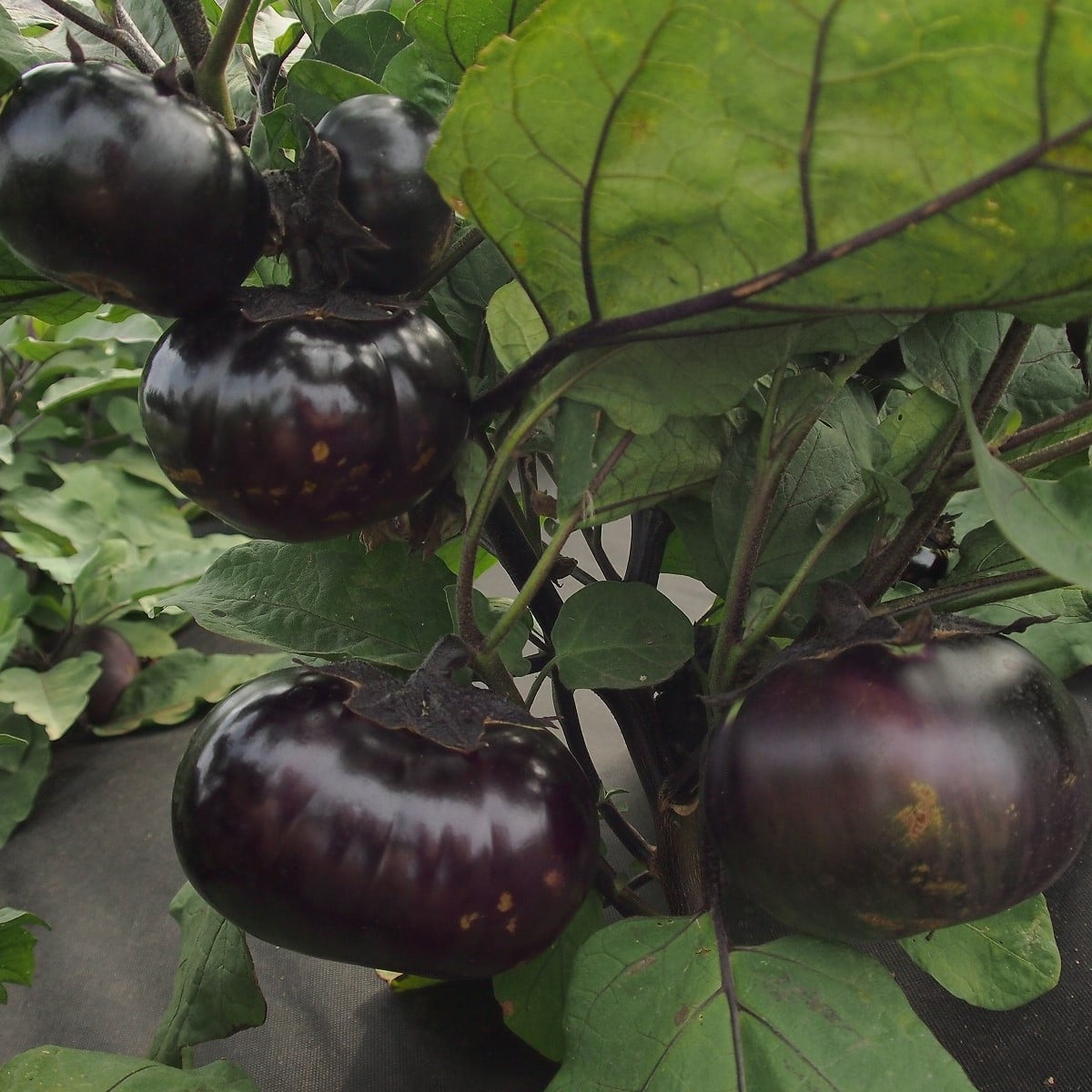 Lilek Laura - Solanum melongena - osivo lilku - 30 ks