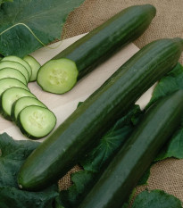 Okurka salátová Vista F1 - Cucumis sativa - osivo okurky - 10 ks