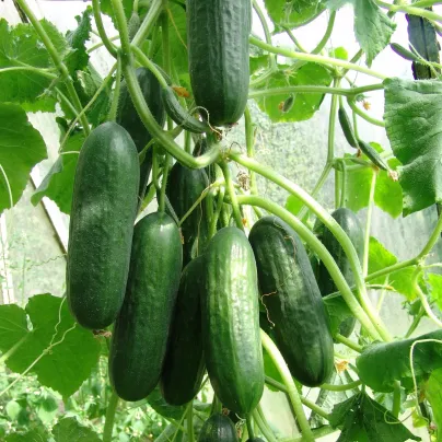 Okurka salátová Pony F1 - Cucumis sativus - osivo okurky - 10 ks