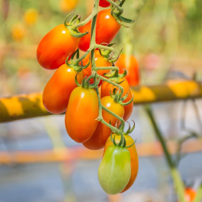 Rajče Radana - Solanum lycopersicum - osivo rajčat - 15 ks