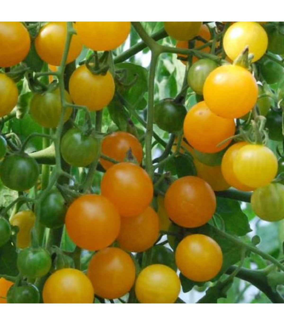 Rajče divoké rybízové Gold Rush - Solanum pimpinellifolium - osivo rajčat - 6 ks