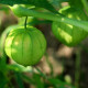 Mochyně Verde - Tomatillo - Physalis ixocarpa - osivo mochyně - 7 ks