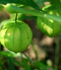 Mochyně Verde - Tomatillo - Physalis ixocarpa - osivo mochyně - 7 ks