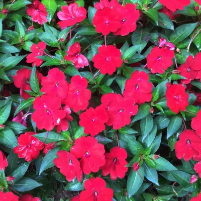Netýkavka Beacon Bright Red F1 - Impatiens walleriana - osivo netýkavky - 15 ks