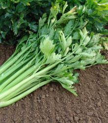 Celer řapíkatý Malachit - Apium graveolens - osivo celeru - 0,7 g