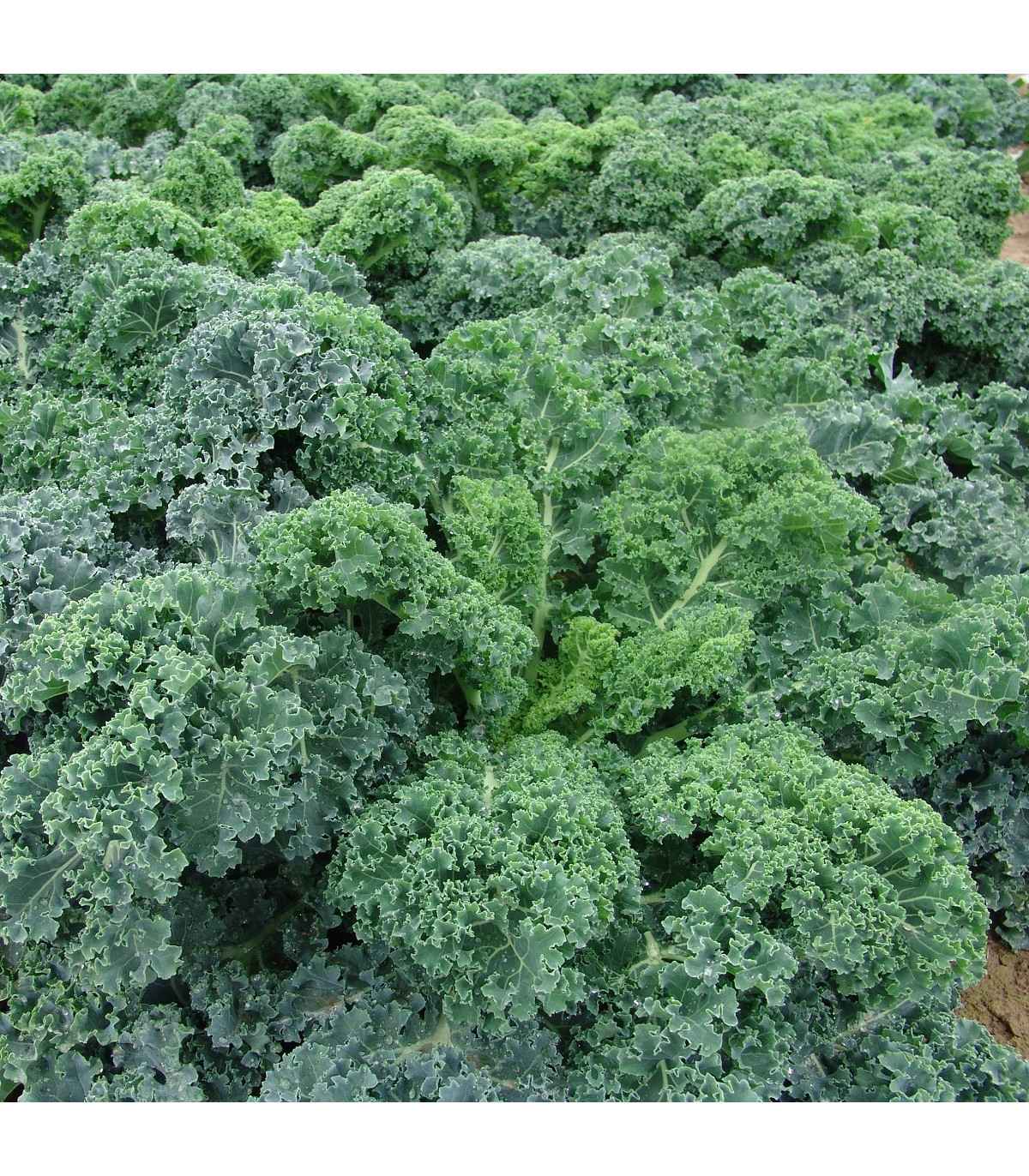 Kadeřávek Kapral - Brassica oleracea L. convar. - osivo kadeřávku - 300 ks