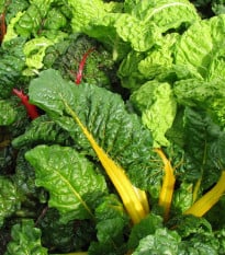 Mangold žlutý Giallo - Beta vulgaris - osivo mangoldu - 60 ks