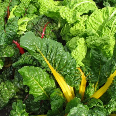 Mangold žlutý Giallo - Beta vulgaris - osivo mangoldu - 60 ks