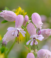 Silenka nadmutá Stridolo - Silene inflata - osivo silenky - 0,2 g