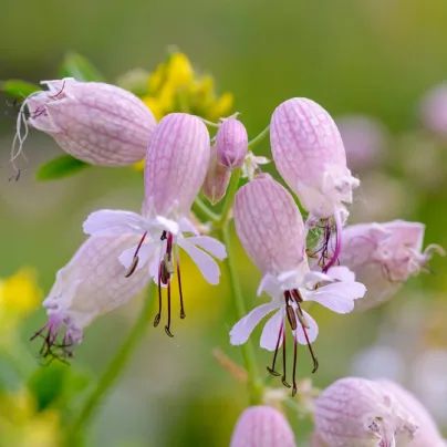 Silenka nadmutá Stridolo - Silene inflata - osivo silenky - 0,2 g