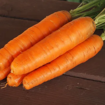 Mrkev Karotina - Daucus carota - osivo mrkve - 900 ks