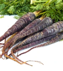 Mrkev Purple Dragon - Daucus carota - osivo mrkve - 80 ks