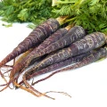 Mrkev Purple Dragon - Daucus carota - osivo mrkve - 80 ks