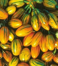 Lilek pruhovaný - Solanum aethiopicum - osivo lilku - 6 ks