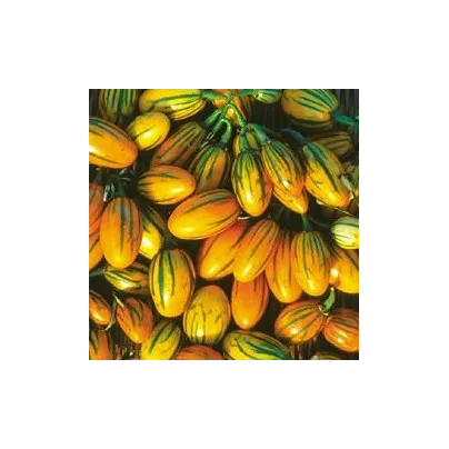 Lilek pruhovaný - Solanum aethiopicum - osivo lilku - 6 ks