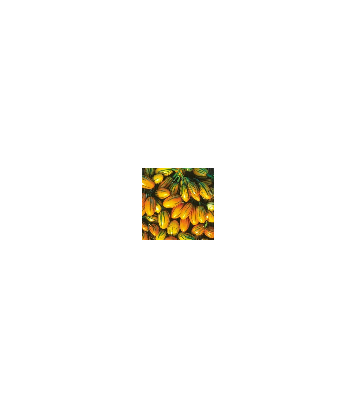 Lilek pruhovaný - Solanum aethiopicum - osivo lilku - 6 ks