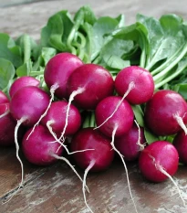 Ředkvička Viola - Raphanus sativus - osivo ředkvičky - 100 ks