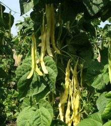 Fazol pnoucí Goldmarie - Phaseolus vulgaris - osivo fazolu - 15 ks